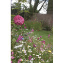 Blumenwiese "Sträucher und Rosenstöcke" 30m²